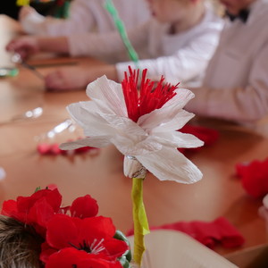 biało czerwony kwiat