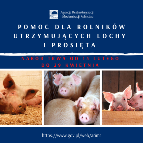 Obraz główny aktualności o tytule Pomoc dla utrzymujących lochy i prosięta – na razie blisko 2 tys. wniosków trafiło do ARiMR 
