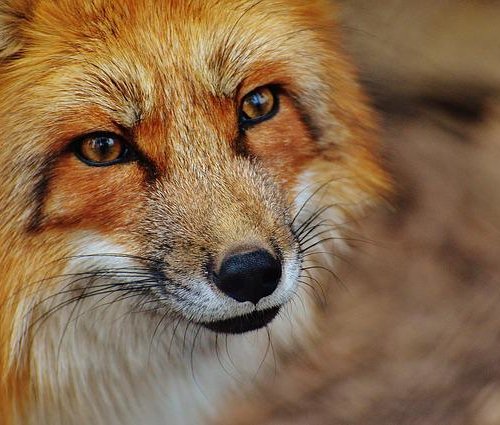 Obraz główny aktualności o tytule Akcja szczepienia lisów 