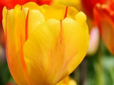 Obraz główny aktualności o tytule ŻYCZENIA WÓJTA GMINY MOGILANY Z OKAZJI DNIA KOBIET 