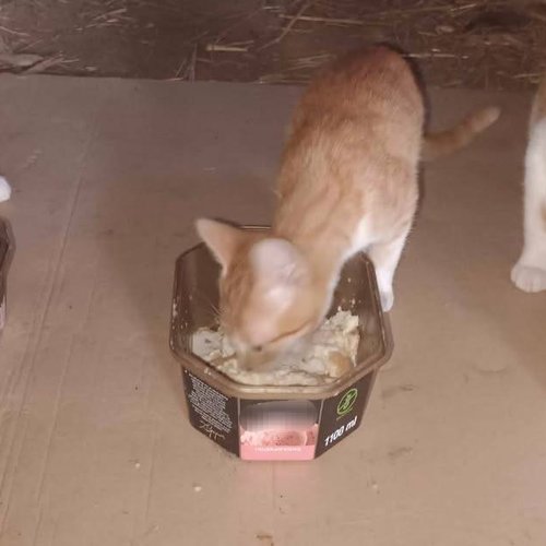 Obraz główny aktualności o tytule Koty szukają domu 