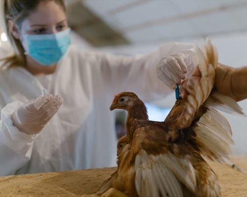 Obraz główny aktualności o tytule Rozporządzenie Wojewody Małopolskiego z 16 maja 2025 r.  uchylające rozporządzenie w sprawie szczepień drobiu przeciwko rzekomemu pomorowi drobiu (ND) na obszarze województwa małopolskiego 