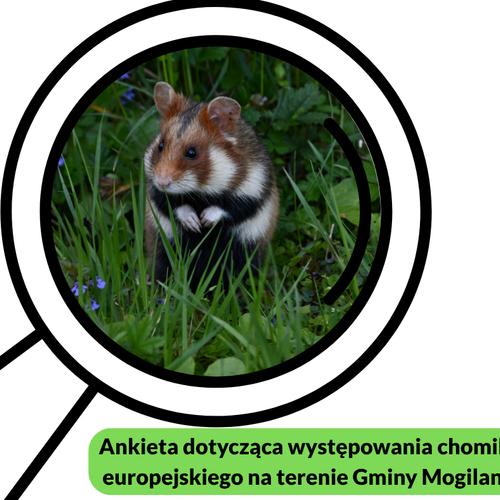 Obraz główny aktualności o tytule Ankieta dotycząca występowania chomika europejskiego na terenie Gminy Mogilany 